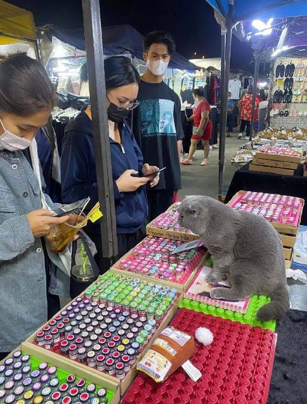 在一摊位买工具时，发现老板不在，却有只猫在管，那要怎么买！