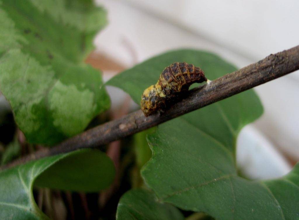 "国宝"级昆虫-中华虎凤蝶_幼虫_变化_植物