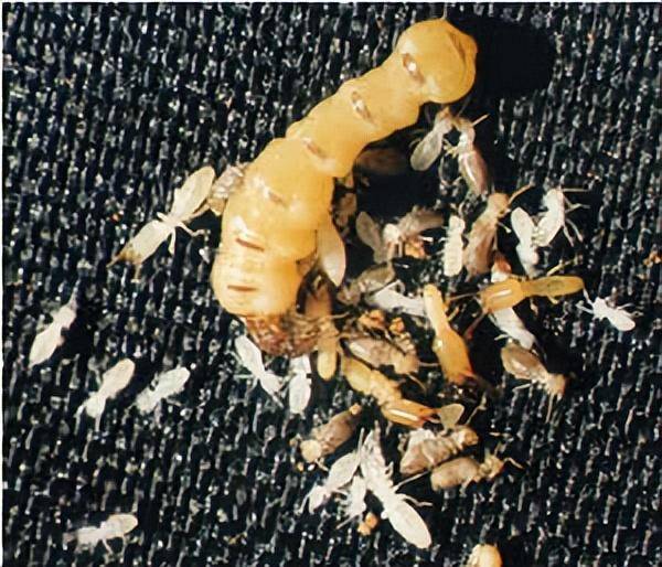 "如果你不能产卵,那就说再见",白蚁女王的结局有多残忍?