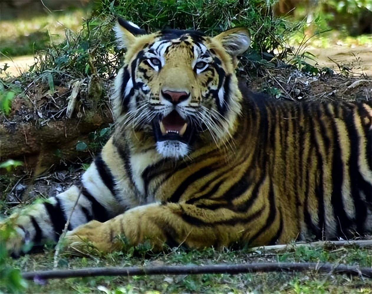 世界上已知的蓝虎基本都是在印度发现的,并且数量非常稀少,那在我国有