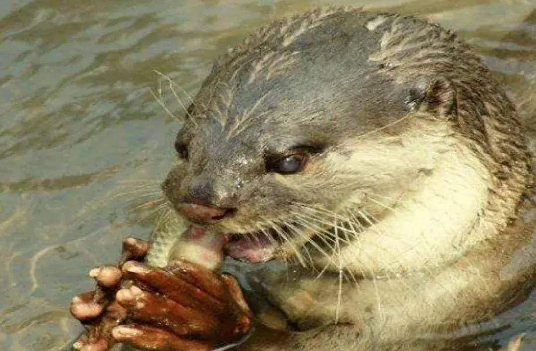 三亚惊现"水猴子",水猴子究竟为何种生物呢?_生活_动物_外形