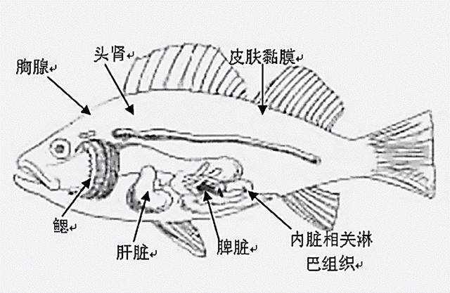 鱼的各个器官图片