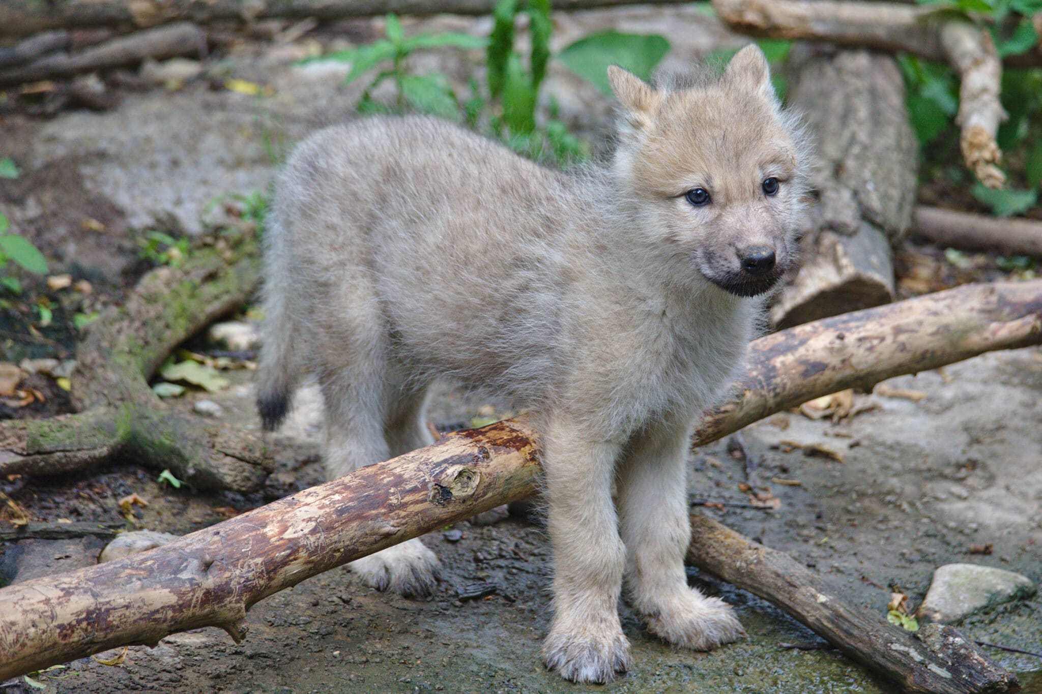 北美灰狼幼崽图片图片