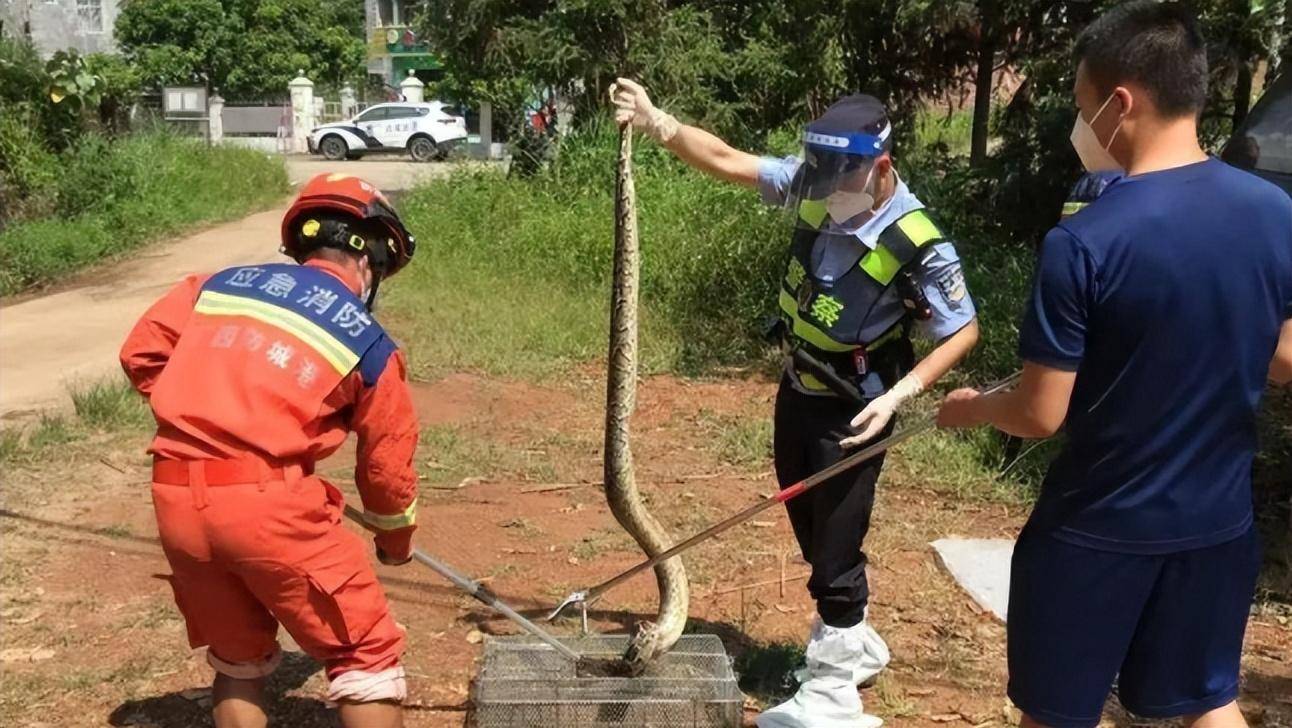 蟒蛇胃里摄像头图片