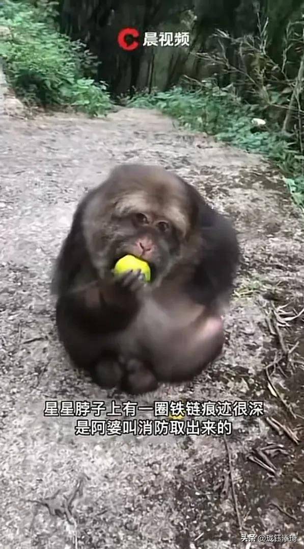 得福成吉祥物慈眉善目和蔼可亲,生活环境与经历很重要_星星_猴子_猕猴