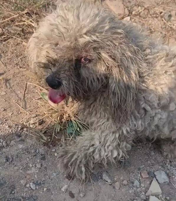 狗狗被车撞后瘫在原地,动弹不得,眼睛充血惹人心疼_生活_流浪狗_画面