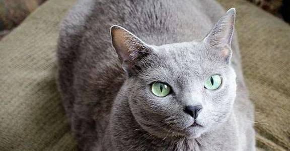想养"高贵"的俄罗斯蓝猫,先看看这"六点"再决定吧!_猫咪_是一种_肠胃
