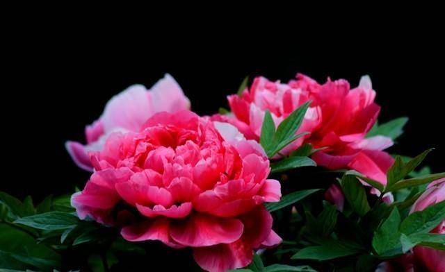 三星座财运茂盛,幸福花开_工作_大运_横财