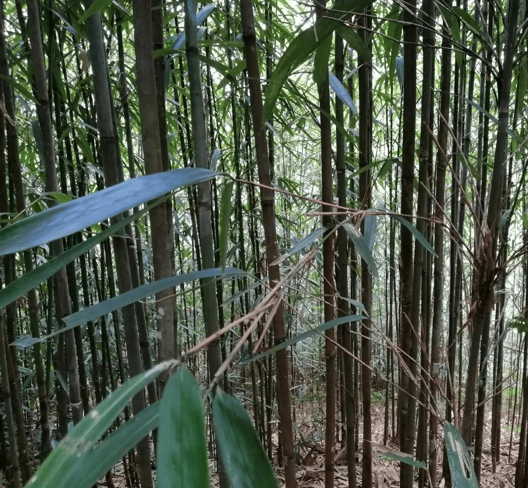 坳仔镇是茶秆竹种植最多的地方,当地人也把茶秆竹叫"厘竹",因为生长在