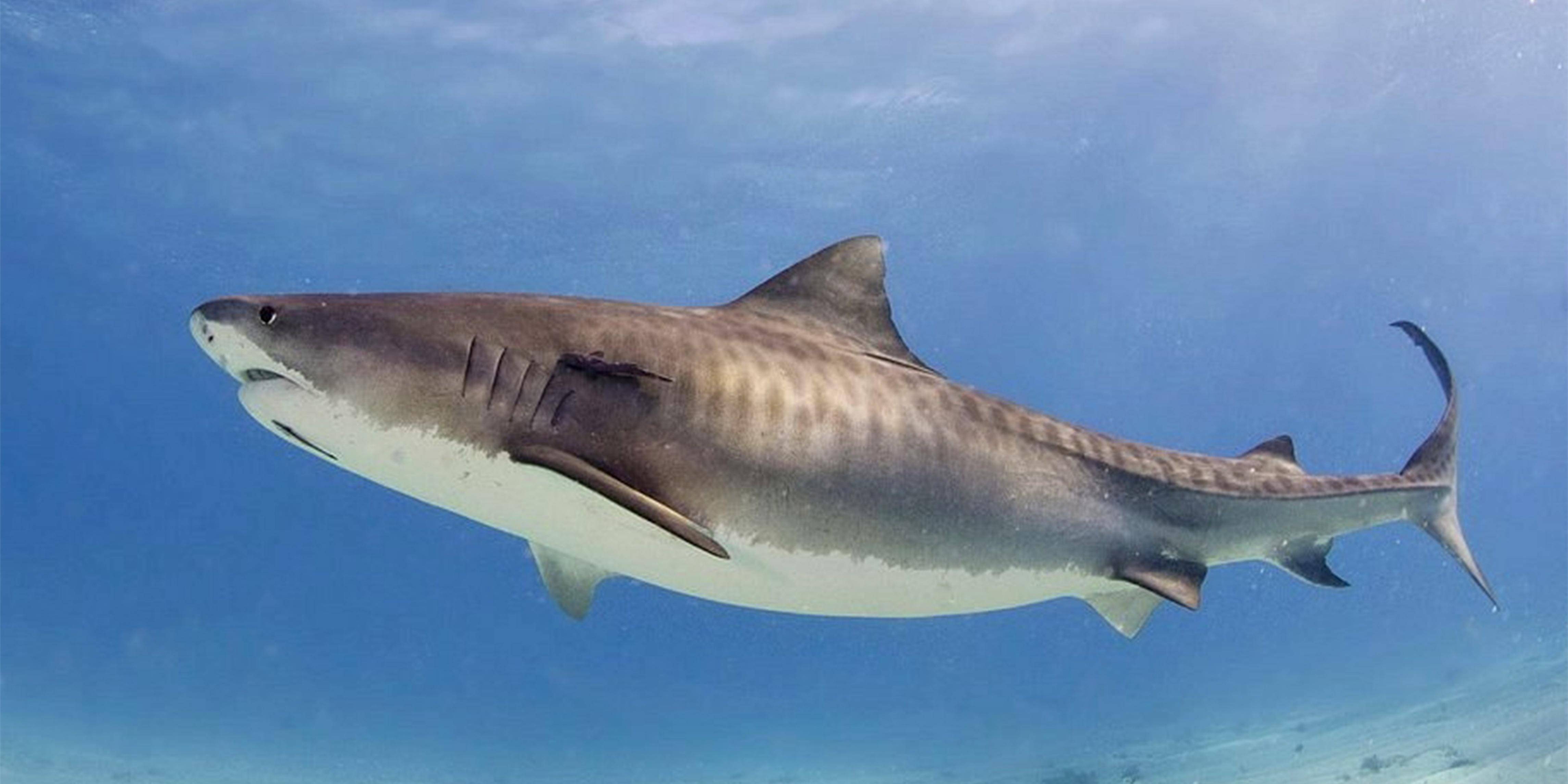 经典的虎鲨——宽纹虎鲨 - 哔哩哔哩