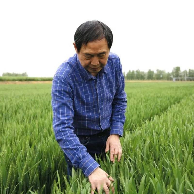 守望麦田 粮安天下 ——中国工程院院士康振生_小麦_精神_我国