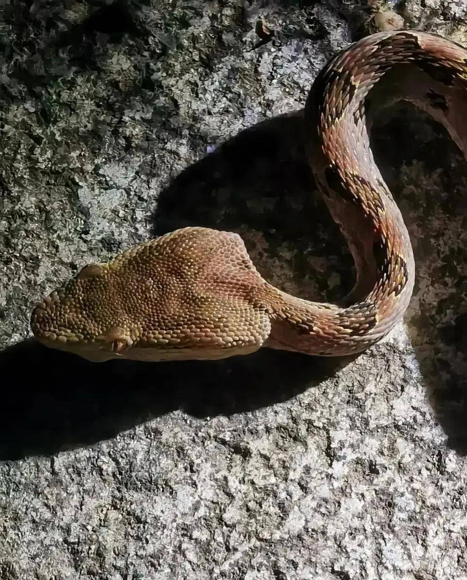 这应该是形象最不过关的剧毒蛇了吧_蝮蛇_矛头_基本