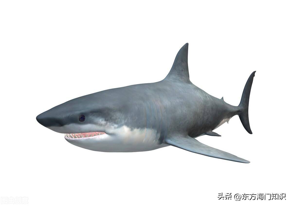 科学家模拟一种古老的鲨鱼，几口就能吃掉鲸鱼_搜狐网