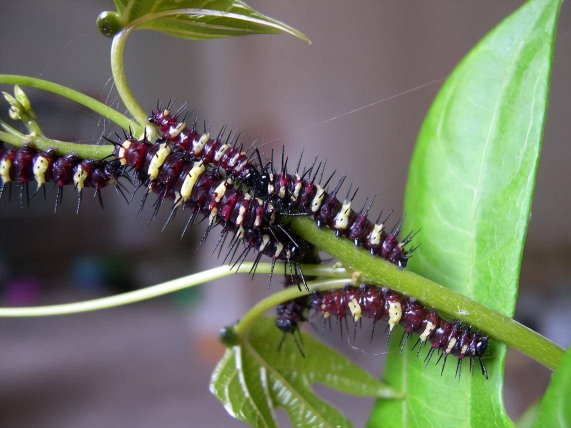 蝶舞云南 - 白带锯蛱蝶:身着漂亮花裙的"小精灵"_蝴蝶_黑色_白色