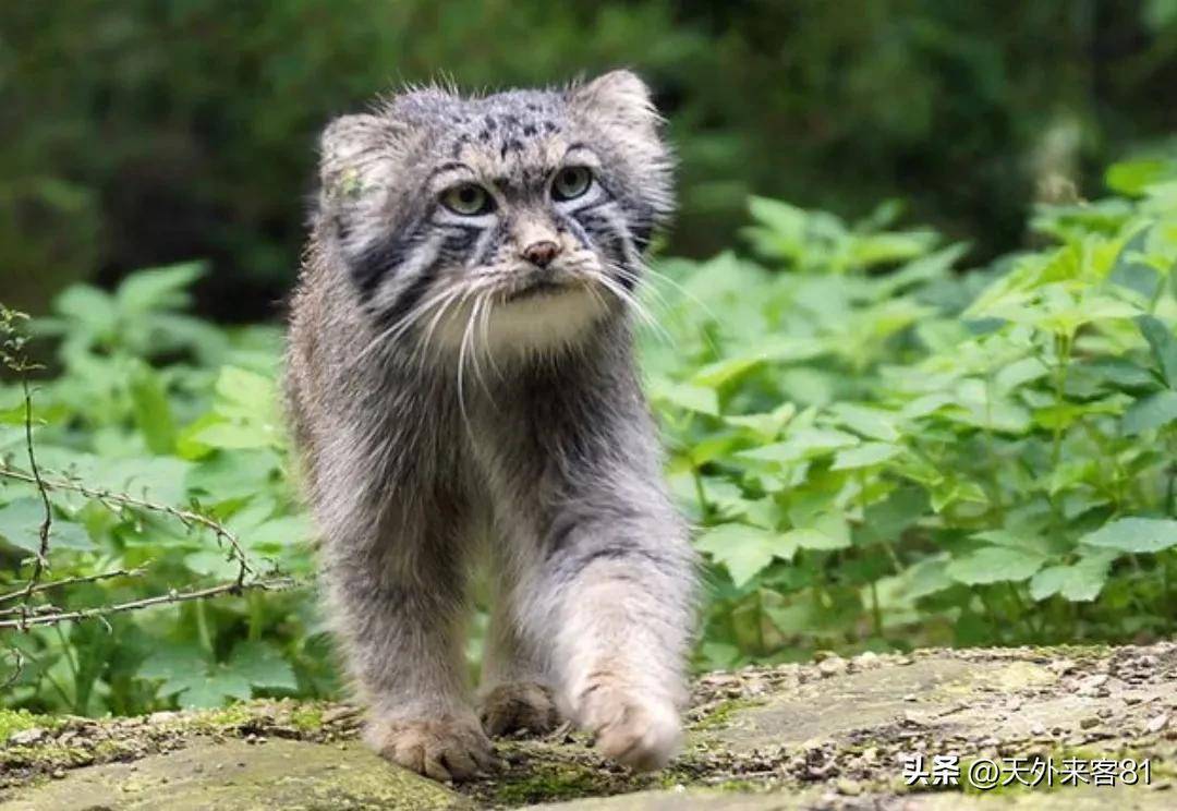 体形粗短,大小似家猫,体重2-5千克,其中指名亚种较重,个别个体超过6kg