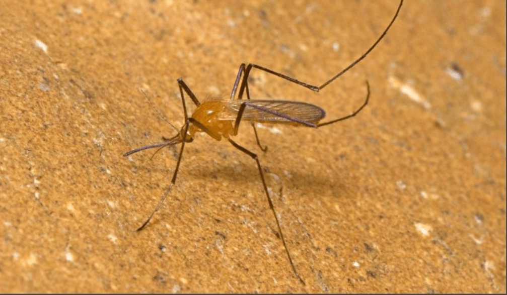 辽宁捕获4只"金色蚊子",若是被它咬上一口,会有什么感觉?