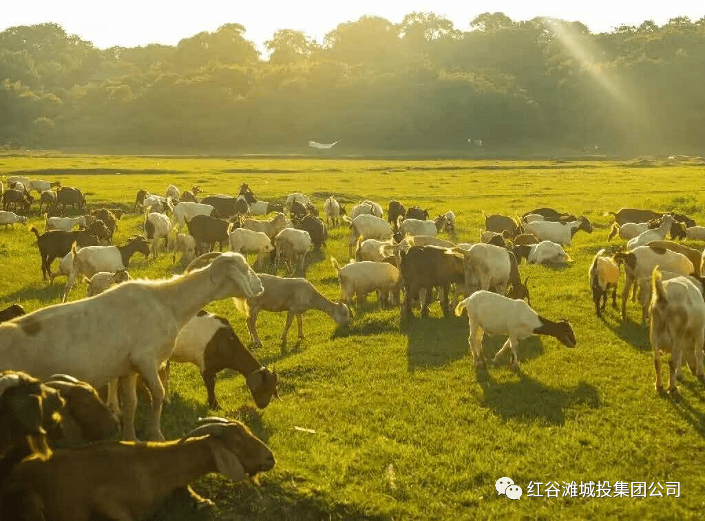 马咀山草原(湿地)项目效果图该项目建成后,红谷滩区将新增一处融合