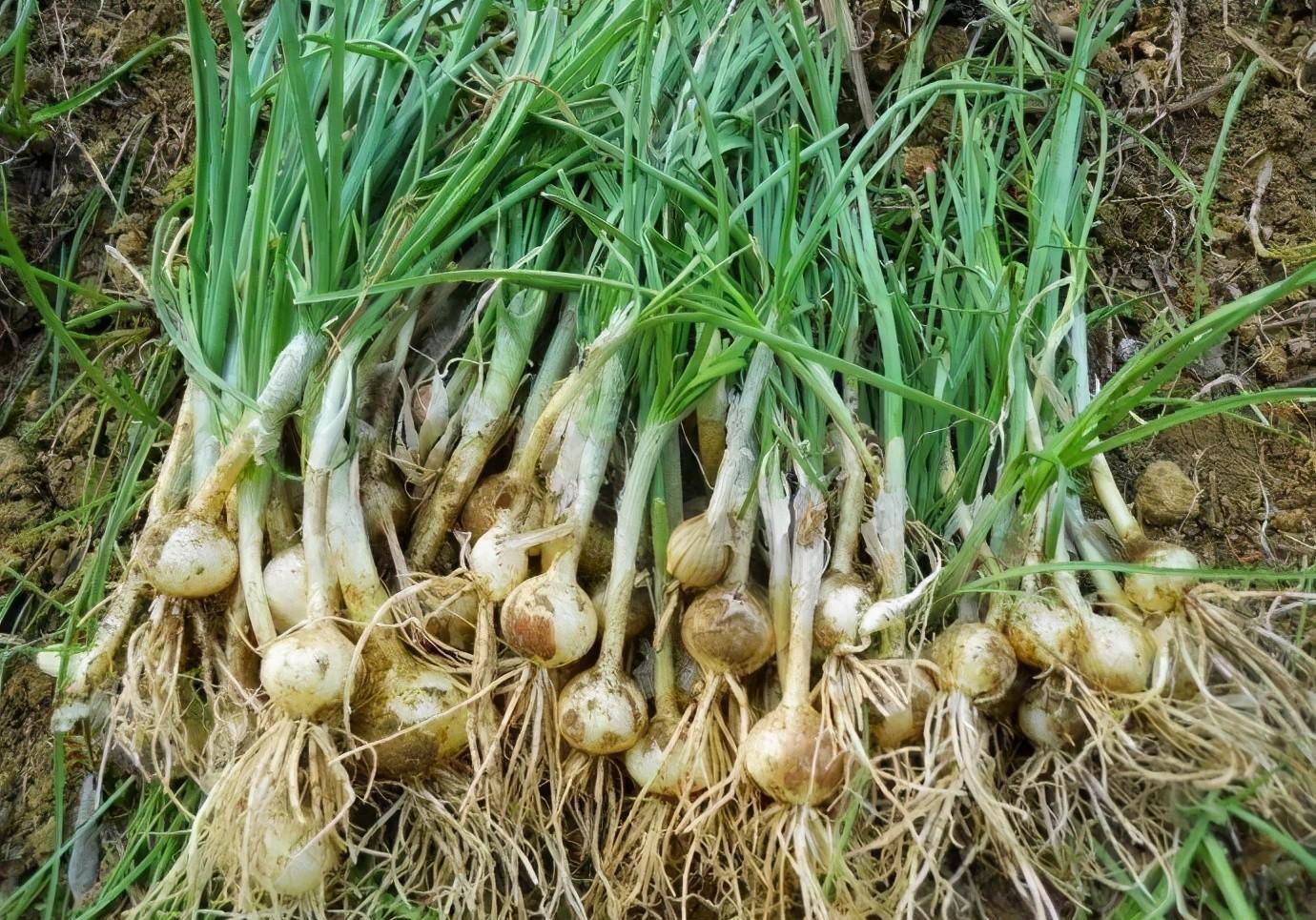 春暖花开,南京人爱吃的野菜七头一脑纷纷上市_做法_清香_香椿头