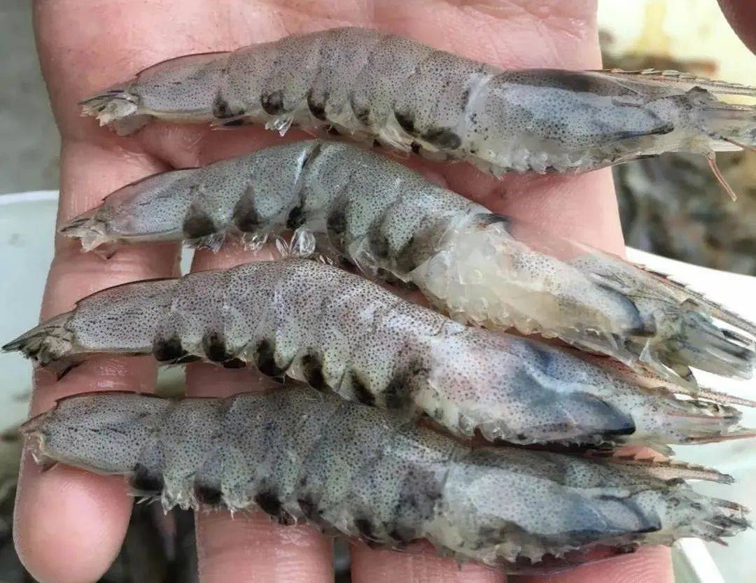 高位池,工厂化大量死虾,竟是"黑脚"在作祟!
