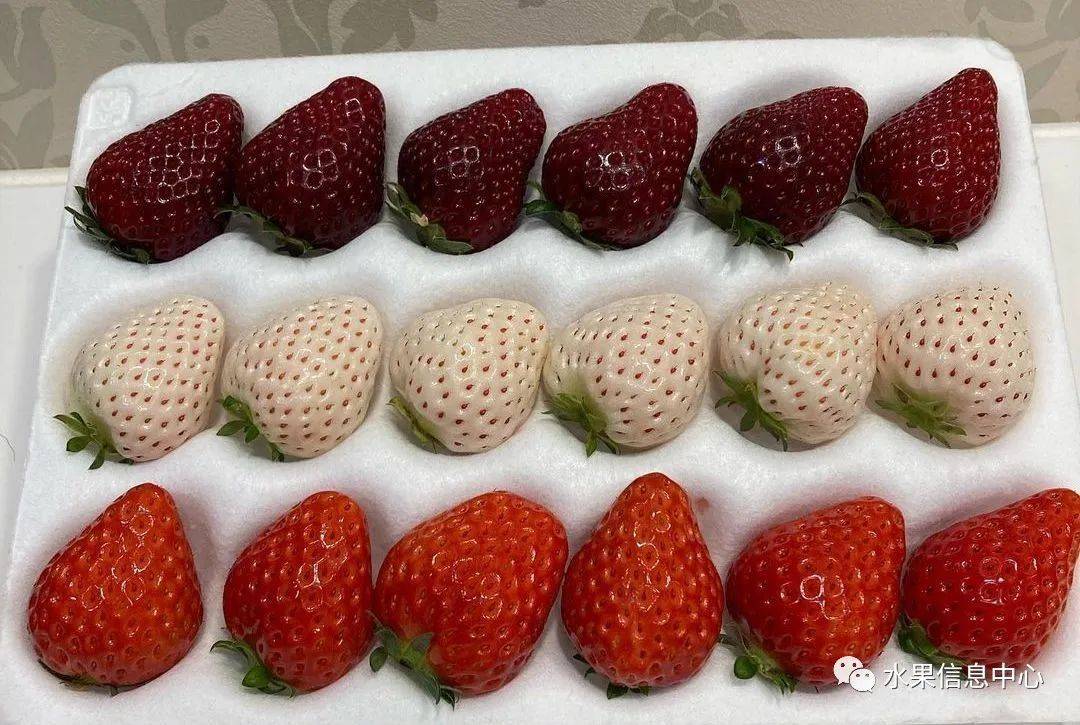 黑草莓火了,未来的水果会是五彩缤纷的吗?_品种_黑珍珠_颜色