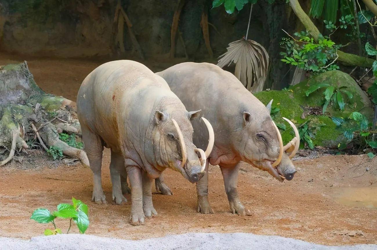 躲过天敌的追杀却被自己杀死_獠牙_公牛_攻击力