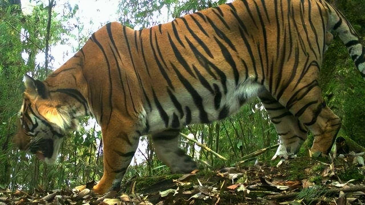 老虎帅克正小心翼翼地在一片开阔的林间空地上徜徉着,它边走边东张西