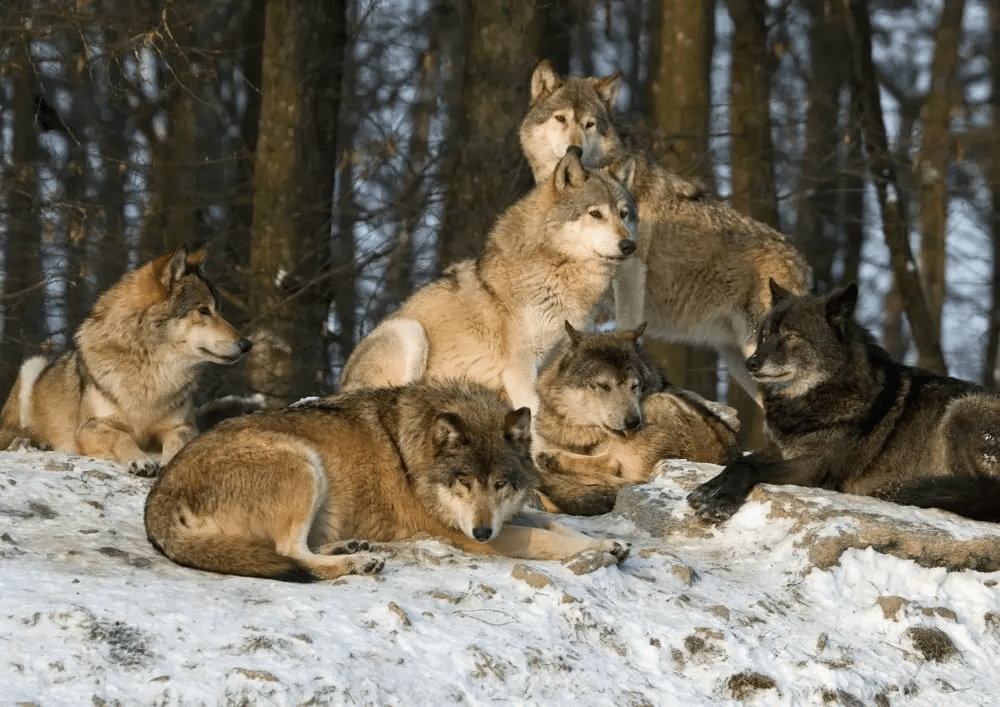 在狼群家庭里,低级狼没有交配权,如何繁殖自己的后代?