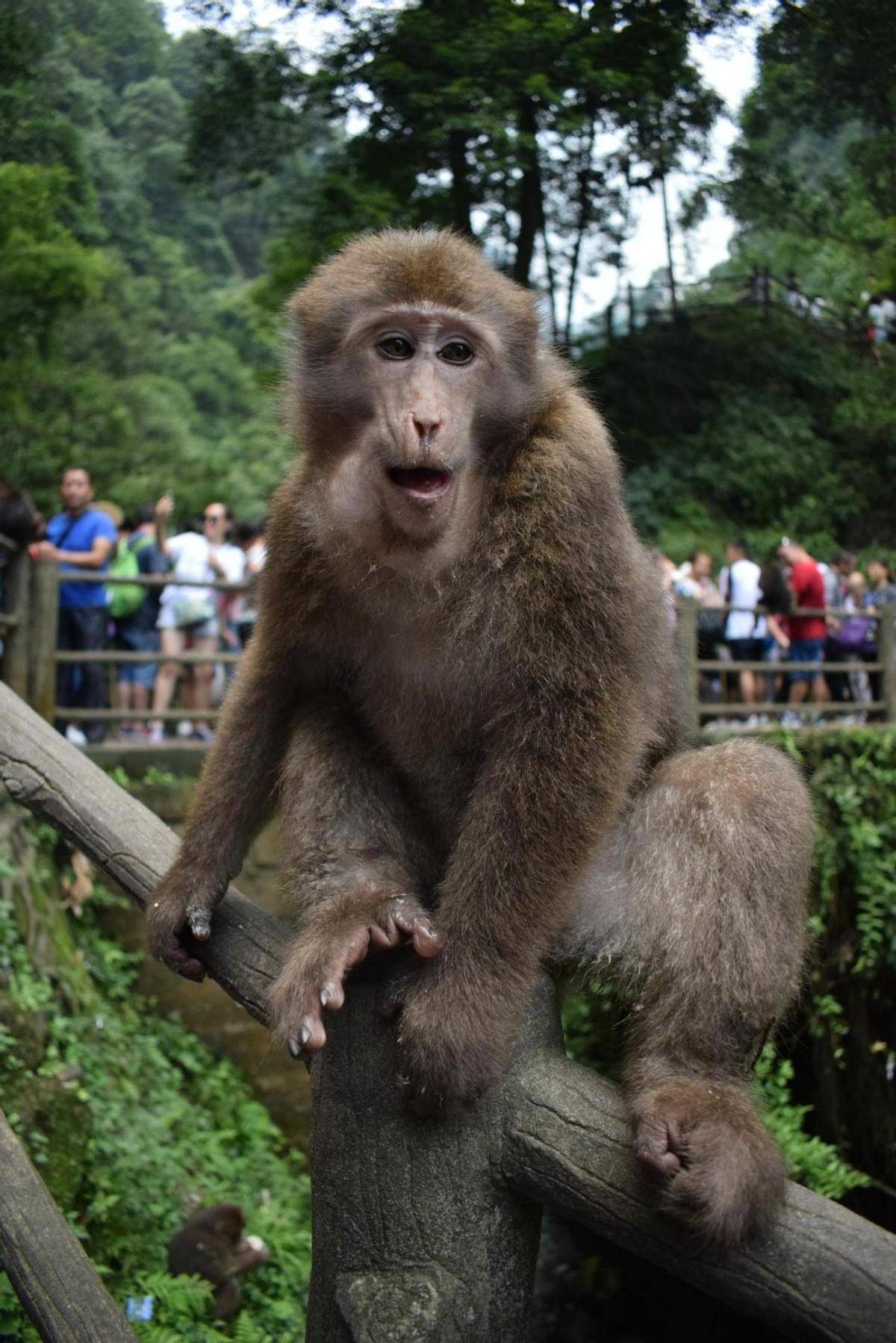 西游记拍摄峨眉山猴子图片