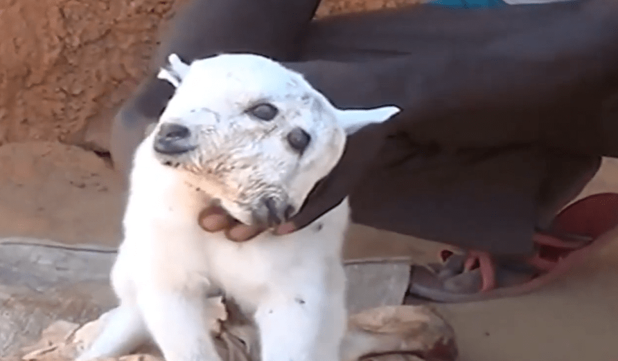 这第一:双头羊甚至有些国家,把它作为了象征,就比如拜占庭帝国,也就是