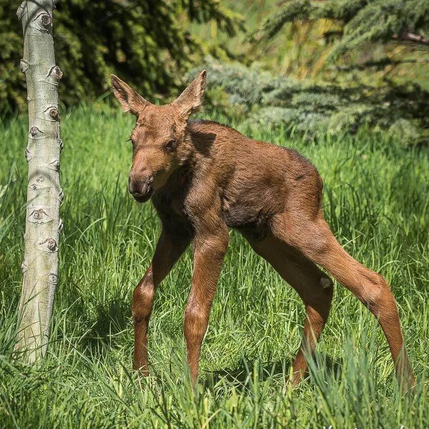 14驼鹿宝宝驼鹿是一种非常可爱的动物,单纯看它们高耸的身材就是一种