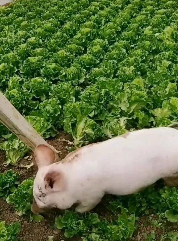 猪跑进菜地拱菜,到处撒泼碾压,幸亏不是白菜!_网友_才会_行为