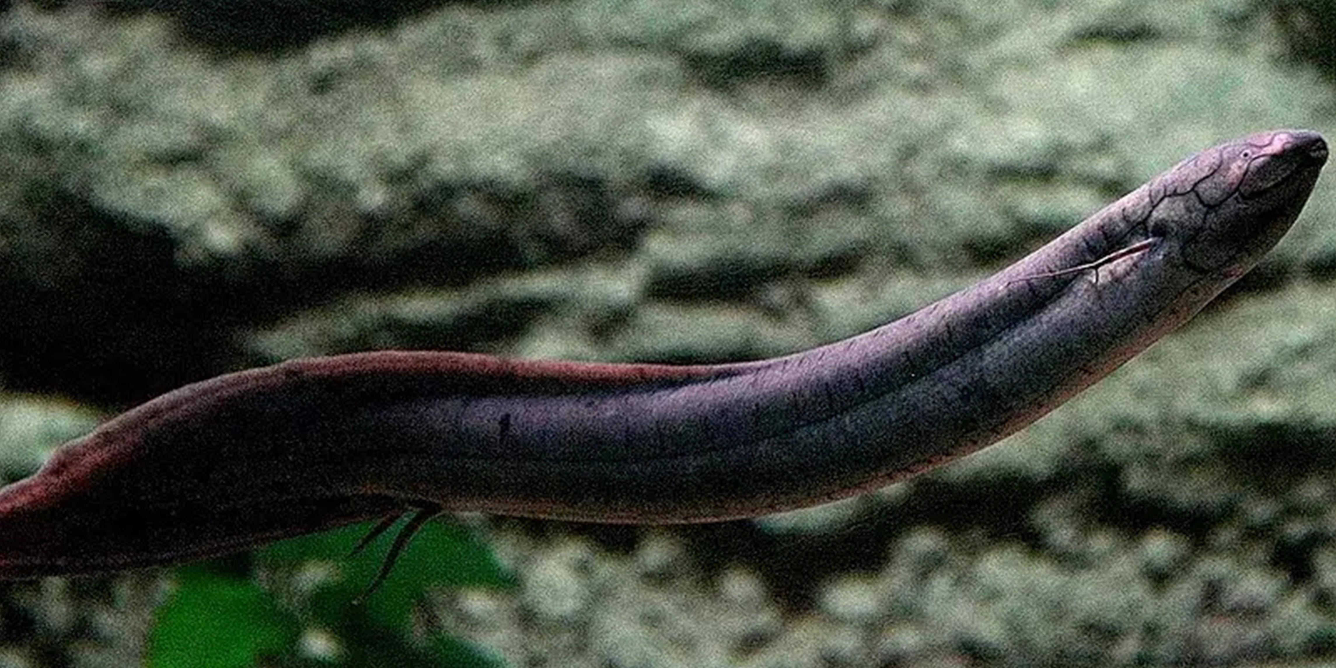 美洲肺鱼-会被水淹死的鱼_成年_身体_食物