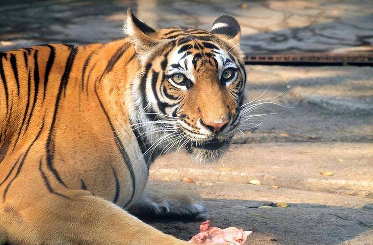 虎王玛琪莉有多猛?