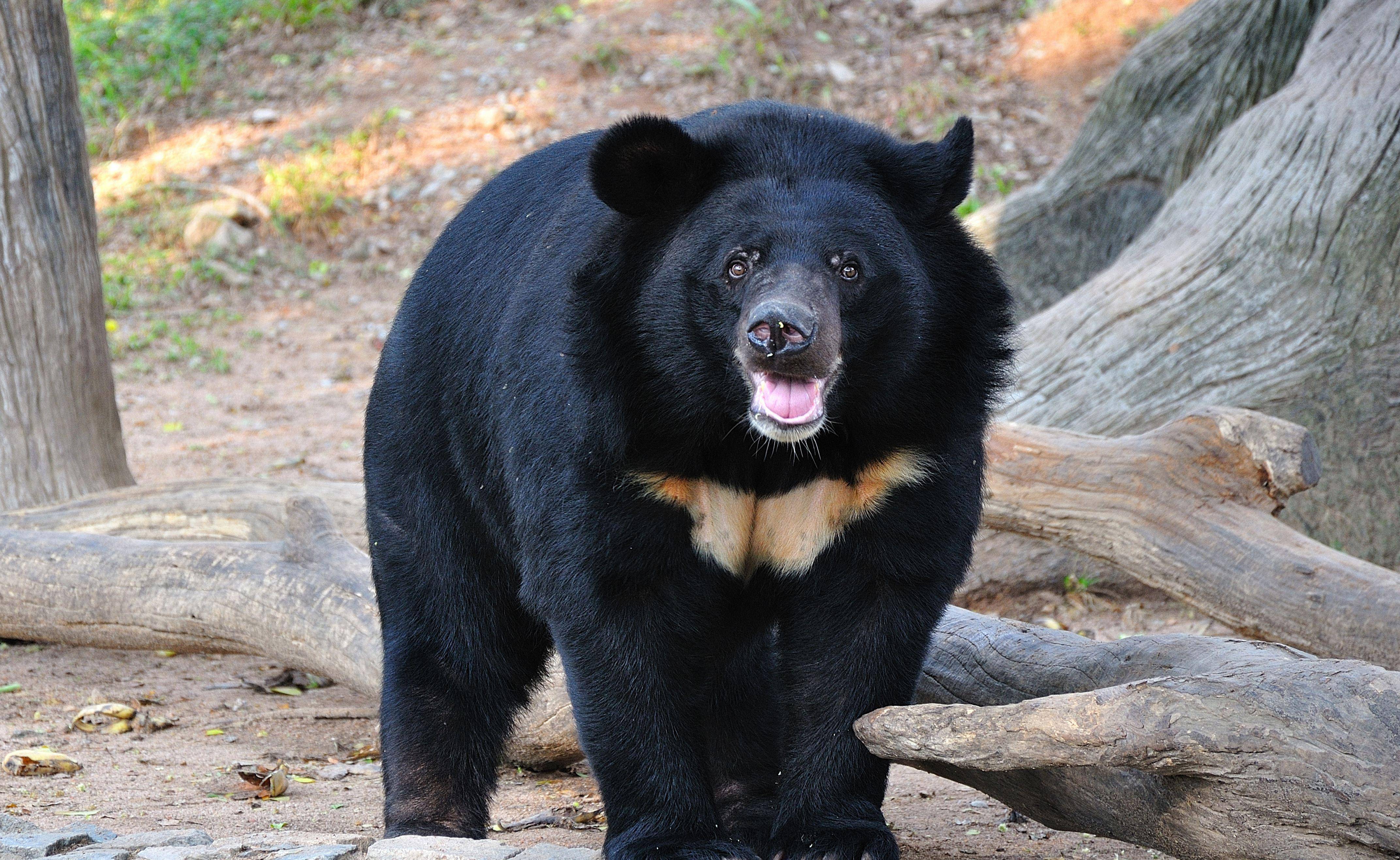 2009年,登封动物园的黑熊将饲养员咬死,二级保护动物下场如何?