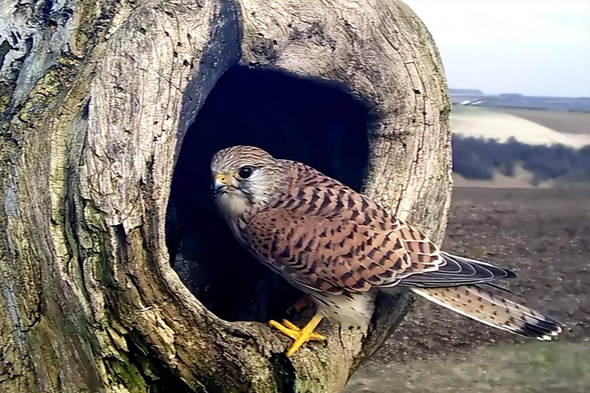 猛禽高手,苍鹰成为鸟类噩梦,鹰,隼,雕,鸮许多都遭过它的毒手_幼鸟