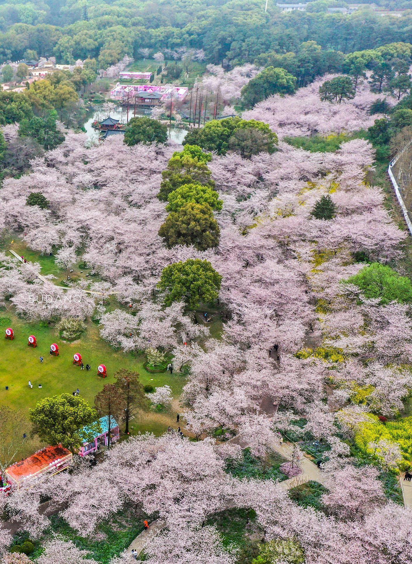 武汉还有满城樱花:这4个赏樱胜地值得一去_公园_晴川阁_游客