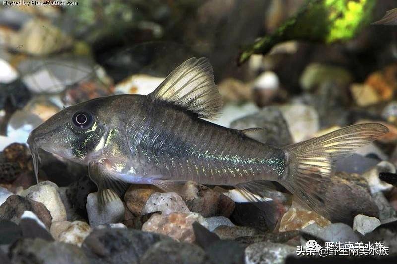 每天认识一种南美鱼|(52)绿面具鼠_环境_进口_区域