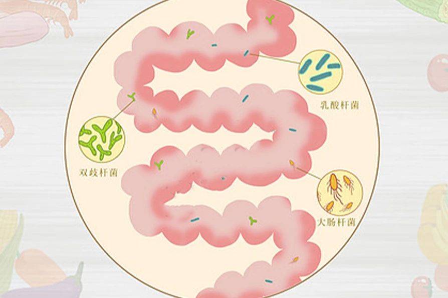 肠道微生态，影响你的免疫系统 