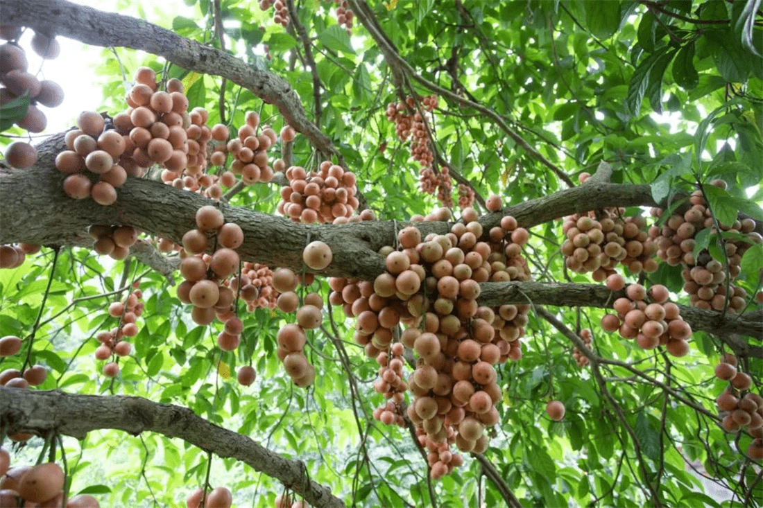 木奶果开花图片