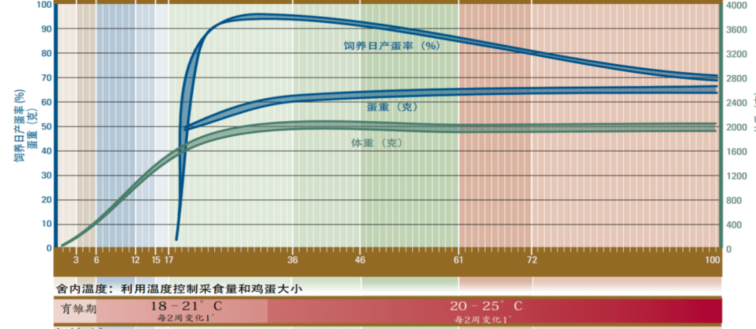 京红蛋鸡产蛋性能表图片