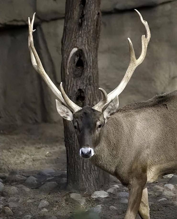 鹿角，大自然的神奇造物_搜狐网