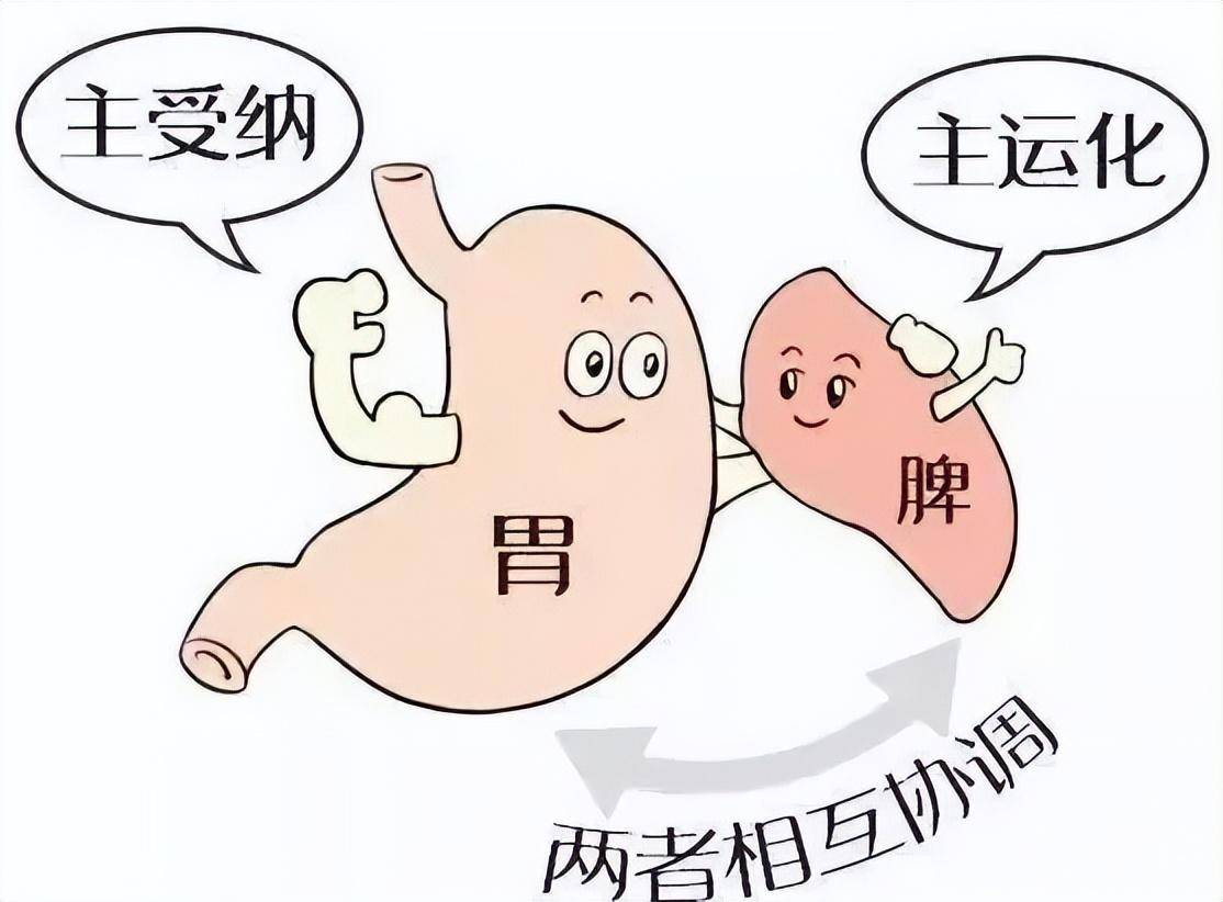 头发大把掉,竟然是脾胃有问题?