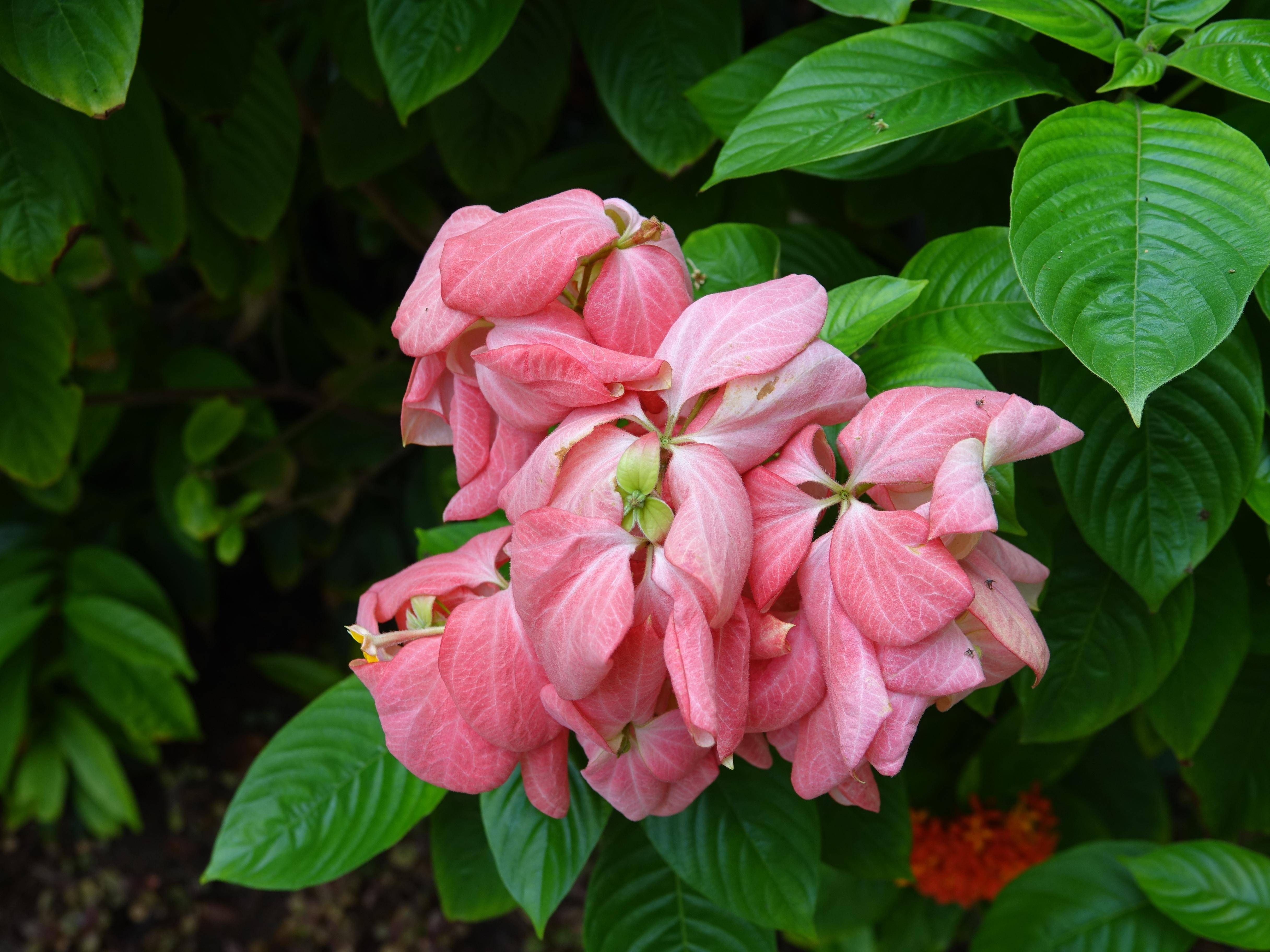 貝葉棕,巢蕨,紅桑,醉魚草,螫蟹百合,朱蕉,竹葉蘭,粉紙扇,臘腸樹,紅杆