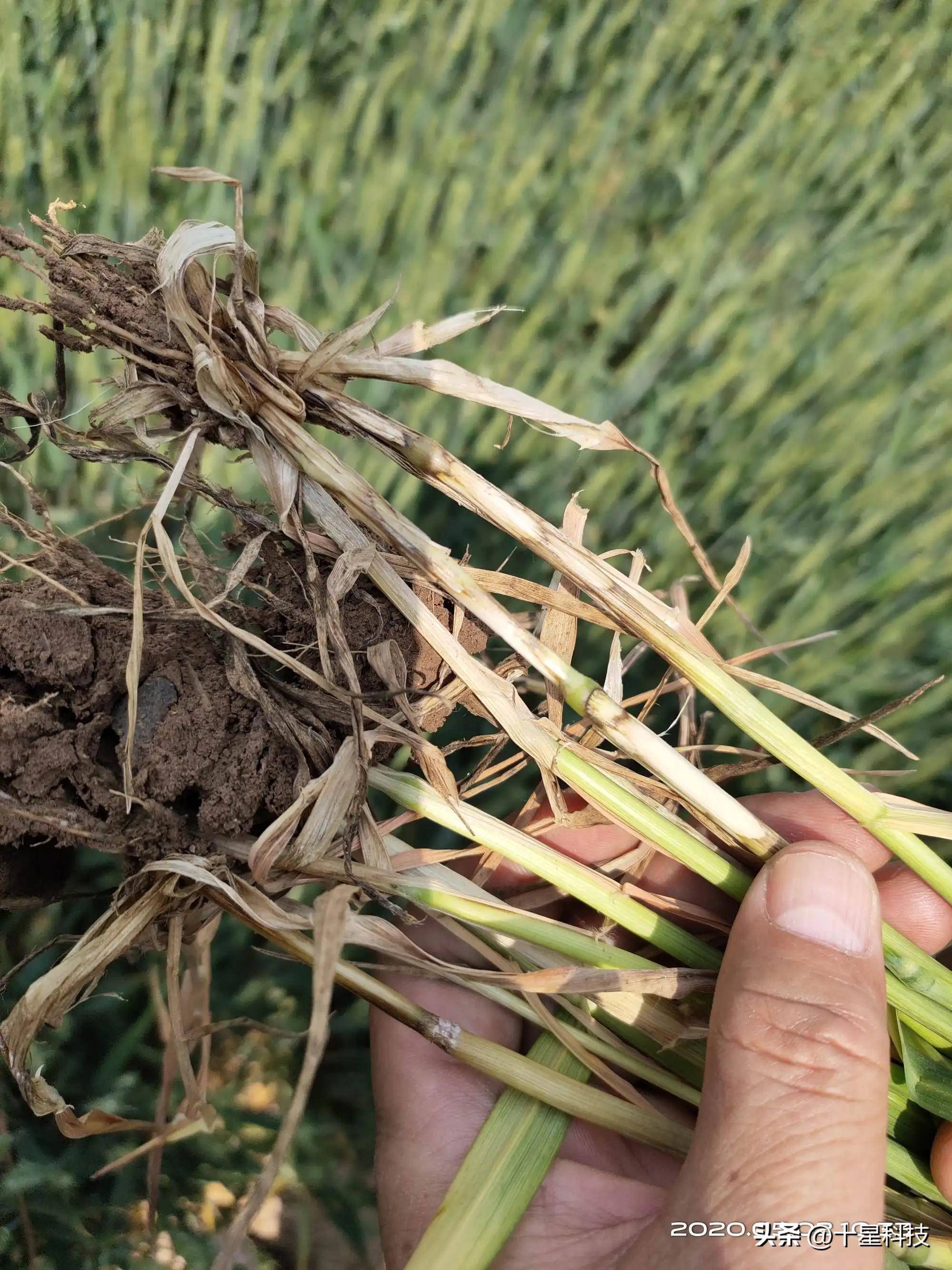 提前告知:抗冻的小麦品种,也要淘汰一大批_审定_千粒重_能力