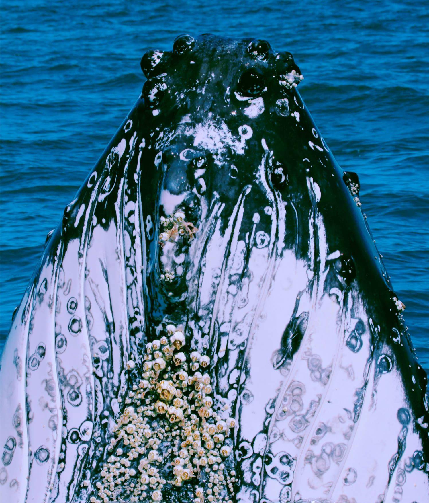 鲸鱼清理藤壶过程图片