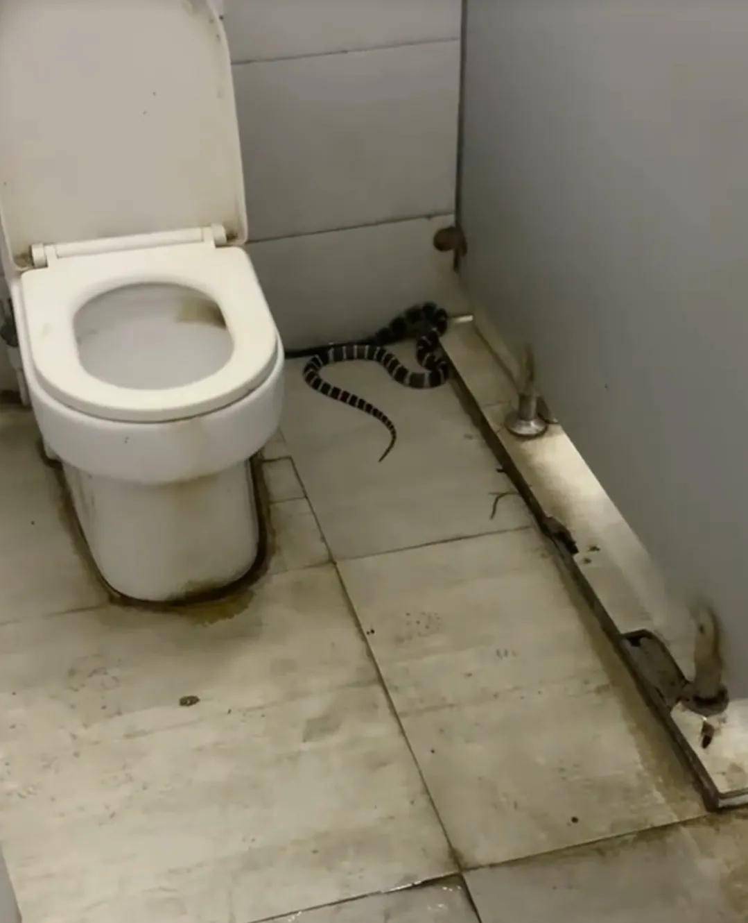 梦见蛇在我家厕所里被我厕所门挤死了,解读梦境中的隐秘信息 梦见蛇在我家厕所里被我厕所门挤死了,解读梦境中的隐秘信息