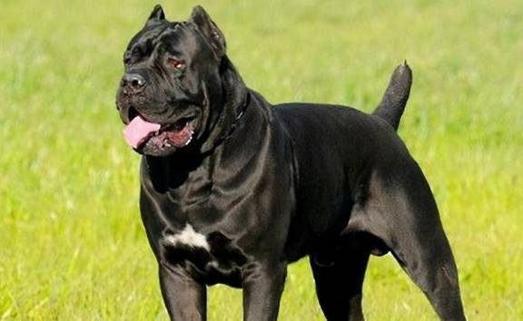 为何"卡斯罗"惨遭嫌弃,这6个缺点让人"望而生畏"_训练_狗狗_运动