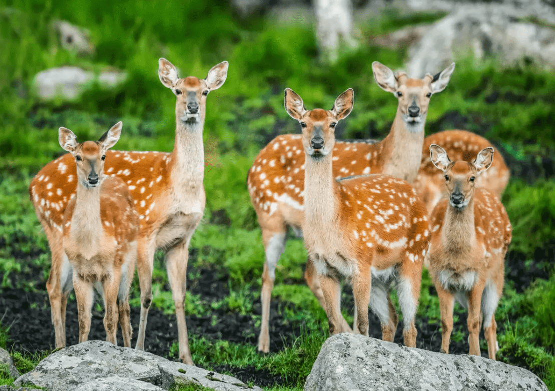 大连发现龙形生物,皮肤褐色头长两角,查明真相后网友更头疼了_梅花鹿