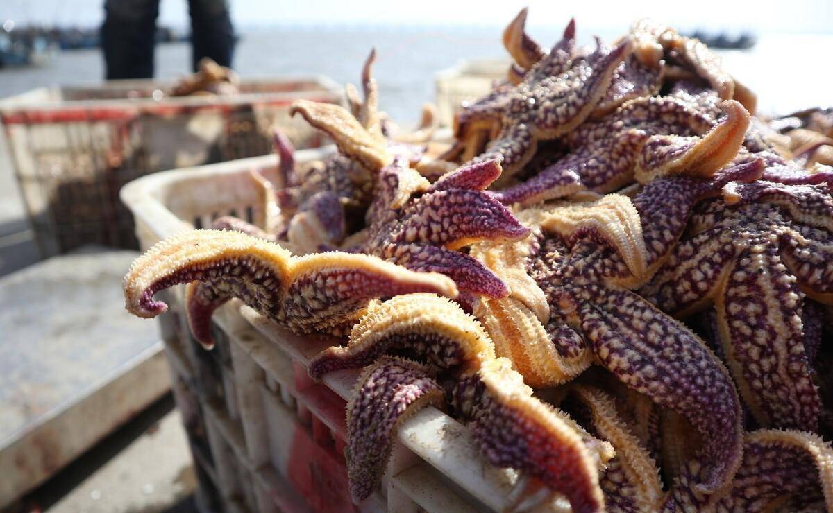 青岛海星泛滥零售价10块钱一斤,"抱团"啃食,地笼下海灭绝_养殖_捕捞