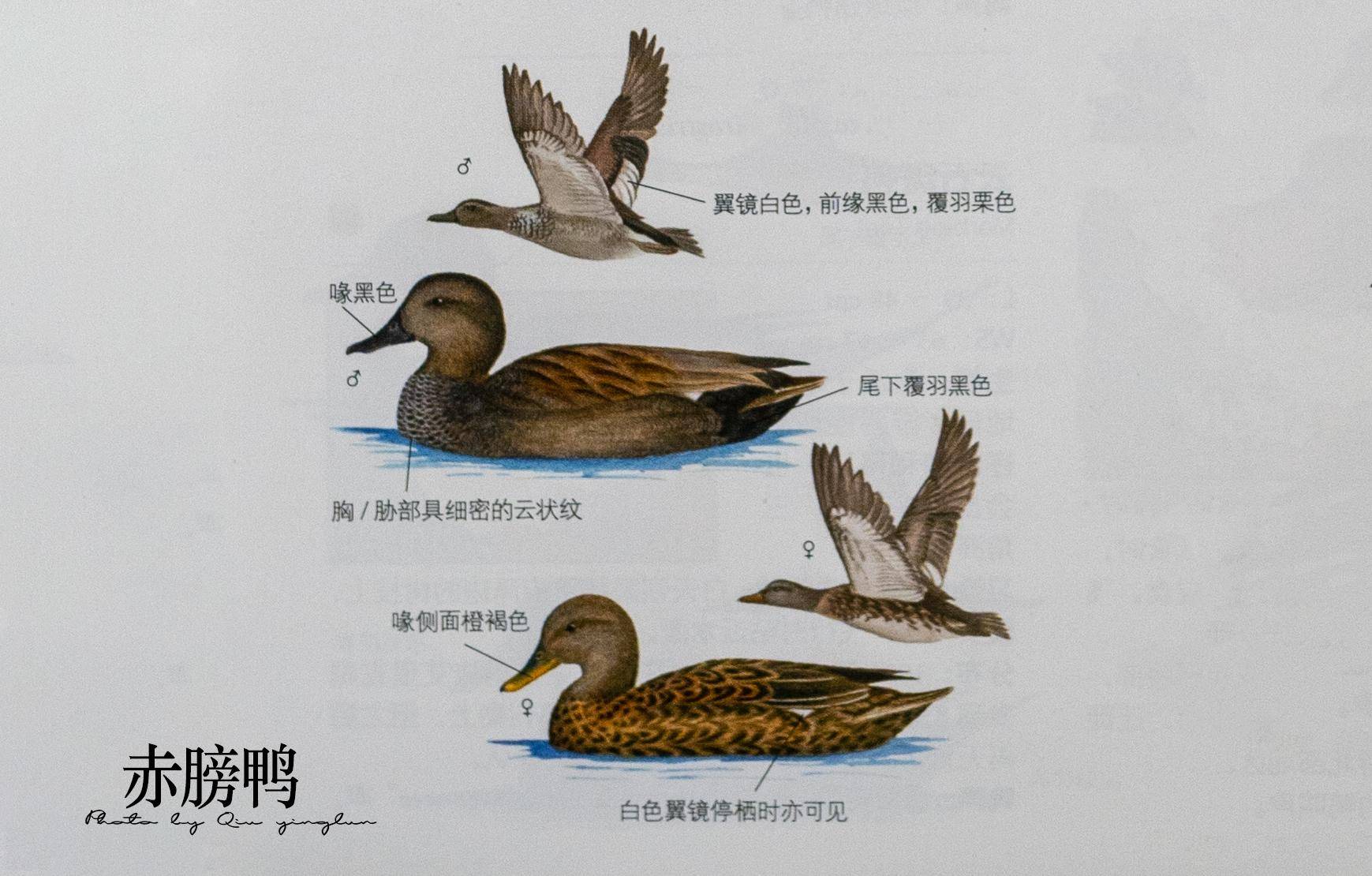 东江揽胜:鸟类观察手册(1)-雁形目_白色_中国_绿头鸭